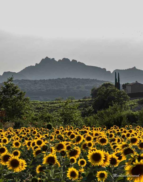 Chambres D'Hotes Aux Tournesols Malaucène Dış mekan fotoğraf